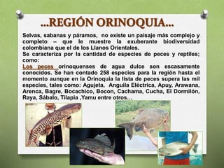 Selvas, sabanas y páramos, no existe un paisaje más complejo y
completo – que le muestre la exuberante biodiversidad
colombiana que el de los Llanos Orientales.
Se caracteriza por la cantidad de especies de peces y reptiles;
como:
Los peces orinoquenses de agua dulce son escasamente
conocidos. Se han contado 258 especies para la región hasta el
momento aunque en la Orinoquia la lista de peces supera las mil
especies, tales como: Agujeta, Anguila Eléctrica, Apuy, Arawana,
Arenca, Bagre, Bocachico, Bocon, Cachama, Cucha, El Dormilón,
Raya, Sábalo, Tilapia ,Yamu entre otros…
 