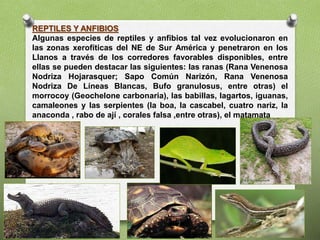 REPTILES Y ANFIBIOS
Algunas especies de reptiles y anfibios tal vez evolucionaron en
las zonas xerofíticas del NE de Sur América y penetraron en los
Llanos a través de los corredores favorables disponibles, entre
ellas se pueden destacar las siguientes: las ranas (Rana Venenosa
Nodriza Hojarasquer; Sapo Común Narizón, Rana Venenosa
Nodriza De Líneas Blancas, Bufo granulosus, entre otras) el
morrocoy (Geochelone carbonaria), las babillas, lagartos, iguanas,
camaleones y las serpientes (la boa, la cascabel, cuatro nariz, la
anaconda , rabo de ají , corales falsa ,entre otras), el matamata
 