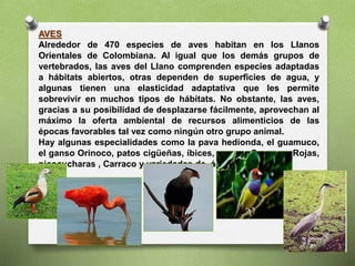 AVES
Alrededor de 470 especies de aves habitan en los Llanos
Orientales de Colombiana. Al igual que los demás grupos de
vertebrados, las aves del Llano comprenden especies adaptadas
a hábitats abiertos, otras dependen de superficies de agua, y
algunas tienen una elasticidad adaptativa que les permite
sobrevivir en muchos tipos de hábitats. No obstante, las aves,
gracias a su posibilidad de desplazarse fácilmente, aprovechan al
máximo la oferta ambiental de recursos alimenticios de las
épocas favorables tal vez como ningún otro grupo animal.
Hay algunas especialidades como la pava hedionda, el guamuco,
el ganso Orinoco, patos cigüeñas, íbices, garzas, Corocora Rojas,
picocucharas , Carraco y variedades de águilas.
 