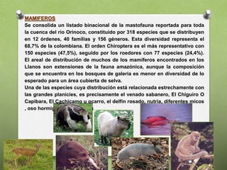 MAMIFEROS
Se consolida un listado binacional de la mastofauna reportada para toda
la cuenca del río Orinoco, constituido por 318 especies que se distribuyen
en 12 órdenes, 40 familias y 156 géneros. Esta diversidad representa el
68,7% de la colombiana. El orden Chiroptera es el más representativo con
150 especies (47,5%), seguido por los roedores con 77 especies (24,4%).
El areal de distribución de muchos de los mamíferos encontrados en los
Llanos son extensiones de la fauna amazónica, aunque la composición
que se encuentra en los bosques de galería es menor en diversidad de lo
esperado para un área cubierta de selva.
Una de las especies cuya distribución está relacionada estrechamente con
las grandes planicies, es precisamente el venado sabanero, El Chiguiro O
Capibara, El Cachicamo u ocarro, el delfín rosado, nutria, diferentes micos
, oso hormiguero entre otros
 