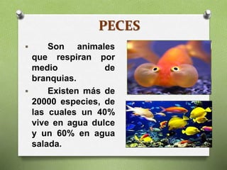 PECES
 Son animales
que respiran por
medio de
branquias.
 Existen más de
20000 especies, de
las cuales un 40%
vive en agua dulce
y un 60% en agua
salada.
 