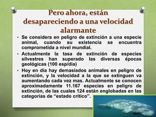 Pero ahora, están
desapareciendo a una velocidad
alarmante
 Se considera en peligro de extinción a una especie
animal, cuando su existencia se encuentra
comprometida a nivel mundial.
 Actualmente la tasa de extinción de especies
silvestres han superado las diversas épocas
geológicas (100 esp/dia)
 Hoy en día hay demasiados animales en peligro de
extinción, y la velocidad a la que se extinguen va
aumentando cada vez mas. Actualmente se conocen
aproximadamente 11.167 especies en peligro de
extinción, de las cuales 124 están englobadas en las
categorías de “estado crítico”.
 