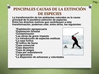 PINCIPALES CAUSAS DE LA EXTINCIÓN
DE ESPECIES
La transformación de los ambientes naturales es la causa
principal de la paulatina extinción de especies.
Entre los diversos motivos que contribuyen a esta
transformación, podemos citar, entre otros, los siguientes:
*Explotación agropecuaria
*Explotación forestal
*Contaminación
*Las obras de grave impacto
*La introducción de especies exóticas
*La caza furtiva
*El tráfico de fauna
*Caza comercial
*Caza deportiva
*Caza de plagas
*Caza por subsistencia
*La ignorancia
*La dispersión de esfuerzos y voluntades
Pág. n
 