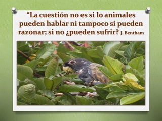 “La cuestión no es si lo animales
pueden hablar ni tampoco si pueden
razonar; si no ¿pueden sufrir? J. Bentham
 