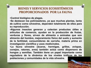 BIENES Y SERVICIOS ECOSISTÉMICOS
PROPORCIONADOS POR LA FAUNA
•Control biológico de plagas.
•Se destacan los polinizadores, ya que muchas plantas, tanto
de cultivo como silvestres, dependen totalmente de ellos para
su reproducción.
•Algunos insectos generan y colectan productos útiles o
artículos de comercio, ayudan en la producción de frutas,
verduras y flores, sirven de alimento a animales que son
alimento del hombre, mejoramiento físico del suelo y aumento
de la fertilidad, consumidores de carroña, materia prima en
investigación científica y usos medicinales.
•La fauna silvestre (ácaros, hormigas, grillos, avispas,
conejos, ratones, aves) también actúa como dispersora de
hongos y semillas. También tiene un papel importante como
reguladora de la dinámica de los niveles tróficos de las
poblaciones y comunidades de la vida silvestre.
 