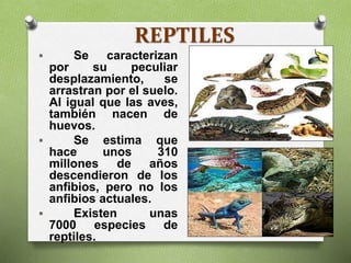 REPTILES
 Se caracterizan
por su peculiar
desplazamiento, se
arrastran por el suelo.
Al igual que las aves,
también nacen de
huevos.
 Se estima que
hace unos 310
millones de años
descendieron de los
anfibios, pero no los
anfibios actuales.
 Existen unas
7000 especies de
reptiles.
 