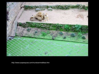 http://www.suapesquisa.com/mundoanimal/leao.htm
 