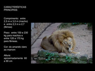 CARACTERÍSTICAS
PRINCIPAIS:
Comprimento: entre
2,5 m e 3,0 m (macho)
e entre 2,3 m e 2,7
(fêmea)
Peso: entre 150 e 230
kg para machos e
entre 120 a 170 kg
para fêmeas.
Cor: do amarelo claro
ao marrom
Altura:
aproximadamente 60
a 90 cm
 