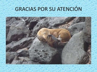 GRACIAS POR SU ATENCIÓN
 