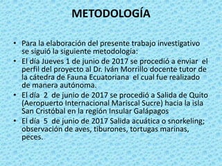 METODOLOGÍA
• Para la elaboración del presente trabajo investigativo
se siguió la siguiente metodología:
• El día Jueves 1 de junio de 2017 se procedió a enviar el
perfil del proyecto al Dr. Iván Morrillo docente tutor de
la cátedra de Fauna Ecuatoriana el cual fue realizado
de manera autónoma.
• El día 2 de junio de 2017 se procedió a Salida de Quito
(Aeropuerto Internacional Mariscal Sucre) hacia la isla
San Cristóbal en la región Insular Galápagos
• El día 5 de junio de 2017 Salida acuática o snorkeling;
observación de aves, tiburones, tortugas marinas,
peces.
 