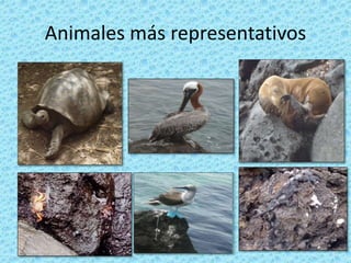 Animales más representativos
 