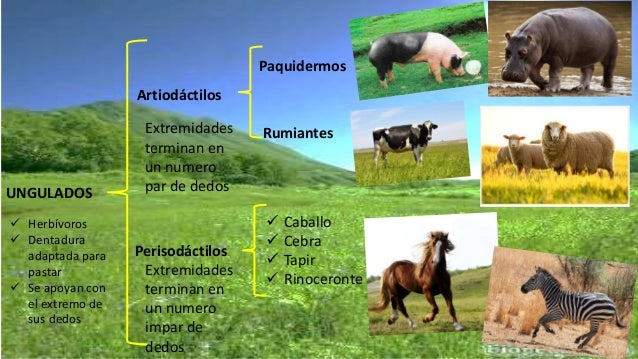 características generales de los mamíferos