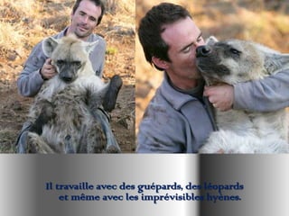 Il travaille avec des guépards, des léopards
    et même avec les imprévisibles hyènes.
 