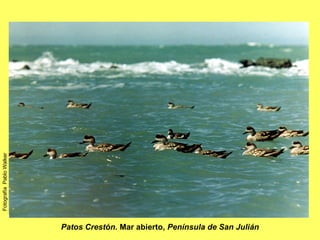 Patos Crestón.  Mar abierto,  Península de San Julián Fotografía  Pablo Walker 