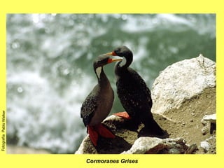 Cormoranes Grises Fotografía  Pablo Walker 