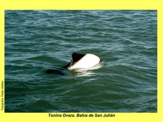 Tonina Overa. Bahía de San Julián Fotografía  Pablo Walker 