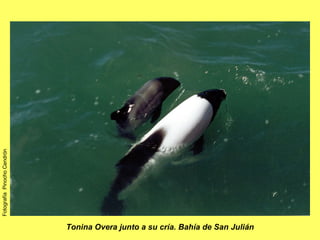 Tonina Overa junto a su cría. Bahía de San Julián Fotografía  Pinocho Cendrón 