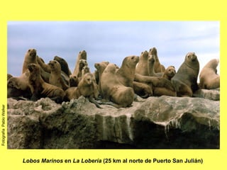 Lobos Marinos  en  La Lobería  (25 km al norte de Puerto San Julián)   Fotografía  Pablo Walker 