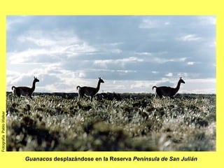 Guanacos  desplazándose en la Reserva  Península de San Julián Fotografía  Pablo Walker 