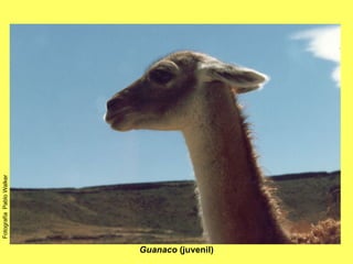 Guanaco  (juvenil) Fotografía  Pablo Walker 