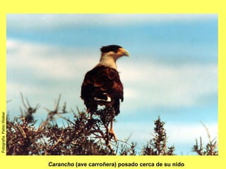 Carancho  (ave carroñera) posado cerca de su nido Fotografía  Pablo Walker 