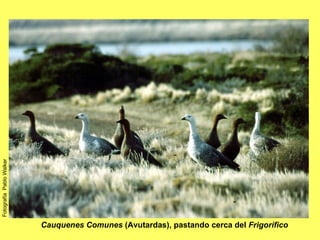 Cauquenes Comunes  (Avutardas), pastando cerca del  Frigorífico Fotografía  Pablo Walker 