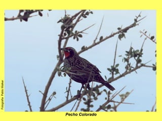 Pecho Colorado Fotografía  Pablo Walker 