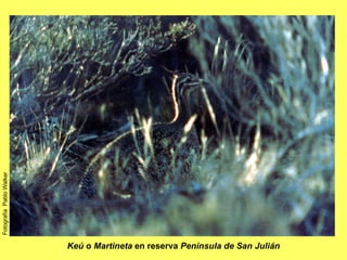 Keú  o  Martineta  en reserva  Península de San Julián Fotografía  Pablo Walker 