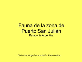 Fauna de la zona de Puerto San Julián Patagonia Argentina Todas las fotografías son del Sr. Pablo Walker 