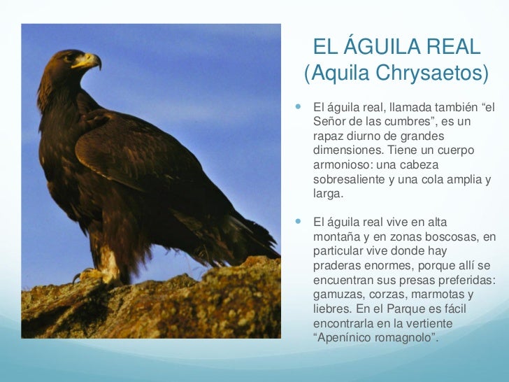 Foreste Casentinesi Fauna