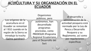 ACUICULTURA Y SU ORGANIZACIÓN EN EL
ECUADOR
Los orígenes de la
acuicultura en el
Ecuador se remontan
al 1932 cuando en la
región de la Sierra se
introdujo la trucha
(Salmo gairdneri)
Organismos
públicos, pero
autónomos, han
desarrollado
programas
piscícolas, como
PREDESUR (Programa
Regional Ecuatoriano
para el Desarrollo del
Sur)
el desarrollo y
administración de la
actividad pesquera está
normado por la Ley de
Pesca y Desarrollo
Pesquero y su
Reglamento, así como
por regulaciones
específicas
 