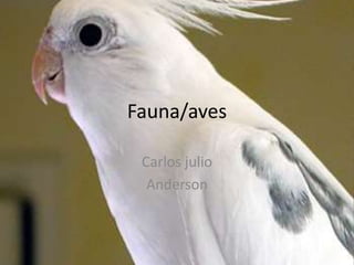 Fauna/aves
Carlos julio
Anderson
 