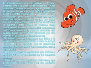 El principal problema en el océano es la gran
distancia entre la zona fótica (superficial) y los
nutrientes (sedimentados en aguas profundas).
Donde hay luz para la producción primaria hay
pocos nutrientes inorgánicos, y viceversa. No es
de extrañar, pues, que las zonas con mayor
productividad sean aquéllas en que las aguas
profundas, frías y cargadas de nutrientes afloran a
la superficie; tales zonas se conocen como
afloramientos; en ellas el fitoplancton se desarrolla
de modo extraordinario, y puede mantener una
cadena trófica con muchos eslabones; por ese
motivo son las zonas más ricas en pesca.
 El neuston, son los organismos que flotan a la
deriva, en la superficie oceánica o cerca de ésta, si
están sobre la superficie son el epineuston,
mientras si es por debajo de la superficie, son el
hiponeuston.
 El plancton, son los organismos que derivan a
media agua, al ser arrastrados por las corrientes
marinas.
 El necton, son los organismos nadadores, que
pueden nadar más rápido que las corrientes
marinas.
 
