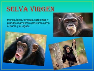 Selva virgen
monos, loros, tortugas, serpientes y
grandes mamíferos carnívoros como
el puma y el jaguar.
