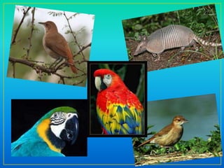 fauna de america