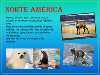 norte américa
el reno, el zorro azul, la foca, el oso, el
bisonte, el antílope y abundantes reptiles y
aves.
En la zona meridional (las selvas vírgenes
andinas, las pampas y la hoya amazónica),
no existe un gran número de mamíferos.
No obstante,
abundan las aves, los reptiles y los
insectos.