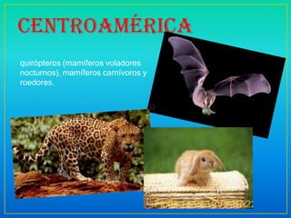 quirópteros (mamíferos voladores
nocturnos), mamíferos carnívoros y
roedores.
Centroamérica