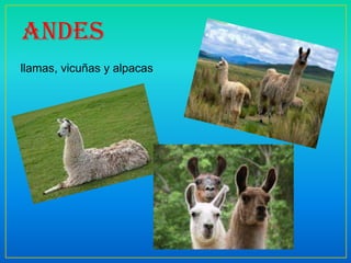 andes
llamas, vicuñas y alpacas