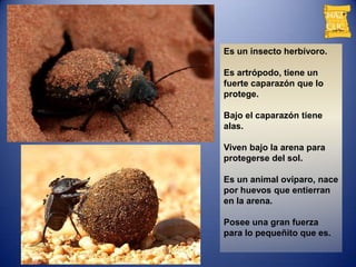 Es un insecto herbívoro.

Es artrópodo, tiene un
fuerte caparazón que lo
protege.

Bajo el caparazón tiene
alas.

Viven bajo la arena para
protegerse del sol.

Es un animal ovíparo, nace
por huevos que entierran
en la arena.

Posee una gran fuerza
para lo pequeñito que es.
 