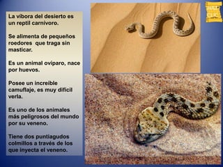 La víbora del desierto es
un reptil carnívoro.

Se alimenta de pequeños
roedores que traga sin
masticar.

Es un animal ovíparo, nace
por huevos.

Posee un increíble
camuflaje, es muy difícil
verla.

Es uno de los animales
más peligrosos del mundo
por su veneno.

Tiene dos puntiagudos
colmillos a través de los
que inyecta el veneno.
 