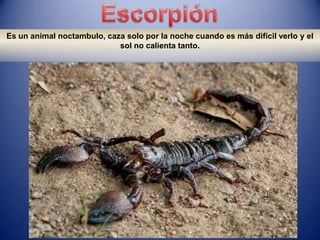 Es un animal noctambulo, caza solo por la noche cuando es más difícil verlo y el
                            sol no calienta tanto.
 