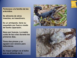 Pertenece a la familia de los
arácnidos.

Se alimenta de otros
insectos, es insectívoro.

Es un artrópodo, tiene su
esqueleto por fuera a modo
de fuerte caparazón.

Nace por huevos. La madre
cuida de las crías durante los
primeros días.

Tiene dos pinzas y un
aguijón con veneno para
defenderse.

Su mayor peligro es el búho
que se alimenta de él.
 