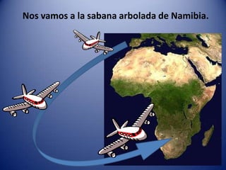 Nos vamos a la sabana arbolada de Namibia.
 