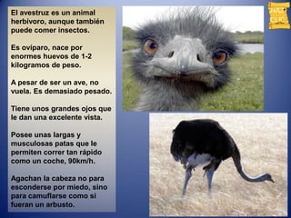 El avestruz es un animal
herbívoro, aunque también
puede comer insectos.

Es ovíparo, nace por
enormes huevos de 1-2
kilogramos de peso.

A pesar de ser un ave, no
vuela. Es demasiado pesado.

Tiene unos grandes ojos que
le dan una excelente vista.

Posee unas largas y
musculosas patas que le
permiten correr tan rápido
como un coche, 90km/h.

Agachan la cabeza no para
esconderse por miedo, sino
para camuflarse como si
fueran un arbusto.
 