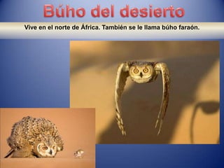Vive en el norte de África. También se le llama búho faraón.
 