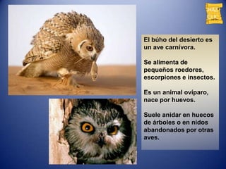 El búho del desierto es
un ave carnívora.

Se alimenta de
pequeños roedores,
escorpiones e insectos.

Es un animal ovíparo,
nace por huevos.

Suele anidar en huecos
de árboles o en nidos
abandonados por otras
aves.
 