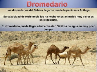 Los dromedarios del Sahara llegaron desde la península Arábiga.

 Su capacidad de resistencia los ha hecho unos animales muy valiosos
                            en el desierto.

El dromedario puede llegar a beber hasta 150 litros de agua en muy poco
                                tiempo.
 