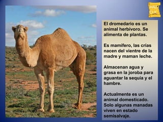 El dromedario es un
animal herbívoro. Se
alimenta de plantas.

Es mamífero, las crías
nacen del vientre de la
madre y maman leche.

Almacenan agua y
grasa en la joroba para
aguantar la sequía y el
hambre.

Actualmente es un
animal domesticado.
Solo algunas manadas
viven en estado
semisalvaje.
 