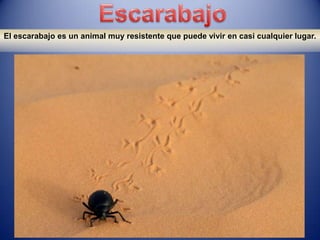 El escarabajo es un animal muy resistente que puede vivir en casi cualquier lugar.
 