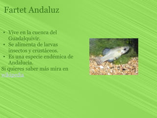 Fartet Andaluz

 • Vive en la cuenca del
   Guadalquivir.
 • Se alimenta de larvas
   insectos y crustáceos.
 • Es una esp...